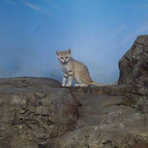 Sand Cat