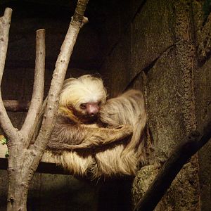 Two-toed Sloth