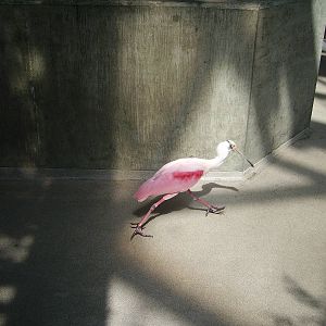 Roseate Spoonbill - Florida Aquarium