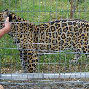 Jaguar female   Darling Downs zoo   march 2008