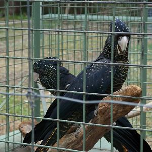 Breeding pair Red Tailed Cockatoos  Darling Downs  zoo march 2008
