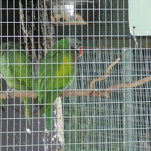 Moustache parrots  Darling Downs Zoo  2008