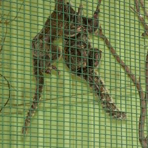Common Marmosets - Darling Downs zoo Queensland