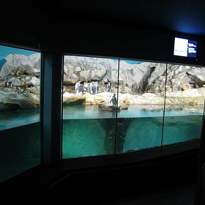 Penguin Expedition, Jurong BirdPark