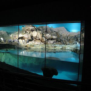 Penguin Expedition, Jurong BirdPark