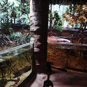 Mangrove display, Singapore Zoo