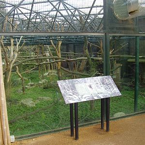 gorilla Kingdom colobus exhibit - March 2008