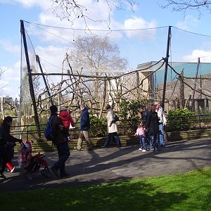Gorilla Kingdom - Diana monkey exhibit - March 2008