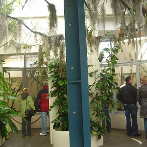 Blackburn Pavillion - Section 3 - Hummingbird/Sunbird flights