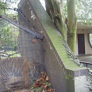 Lion Terraces - temporary tiger holding