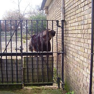 Cotton Terraces - Okapi