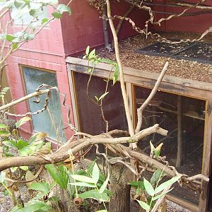 Clore Rainforest Lookout - holding cage