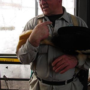 Indian Hornbill and keeper