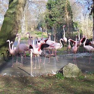 Flamingoes