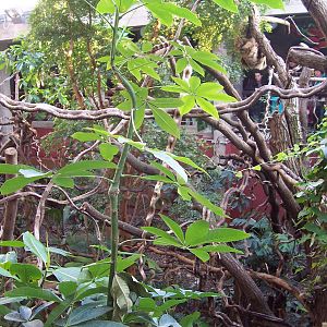 Clore Rainforest pavillion