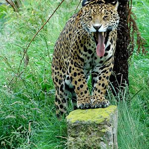 Chester Zoo's Jaguar