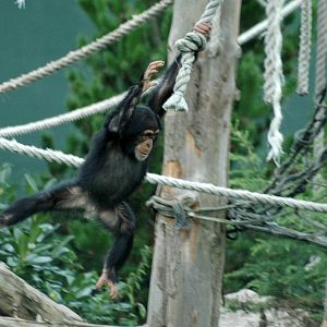 Young Chimp