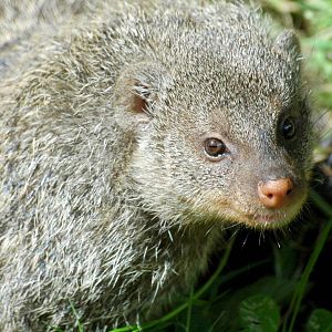 Mongoose