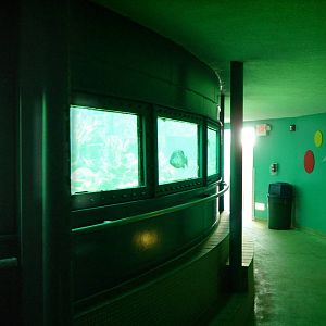 Coral Reef Tank Viewing - Miami Seaquarium