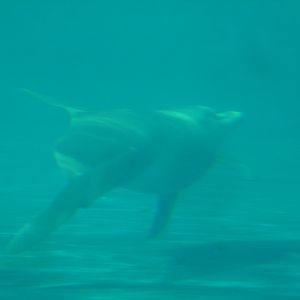 Bottlenose Dolphin - Miami Seaquarium