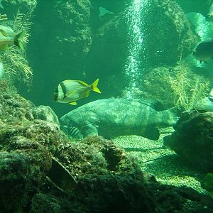 Grouper and other Fish in Coral Reef Tank - Miami Seaquarium