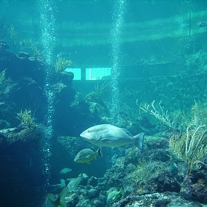 Coral Reef Tank - Miami Seaquarium