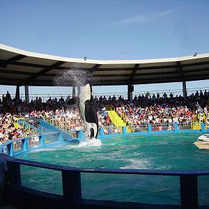 Lolita the Orca - Miami Seaquarium