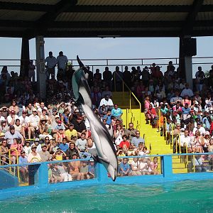 Pacific White-sided Dolphins - Miami Seaquarium