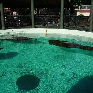 Florida Manatees - Miami Seaquarium