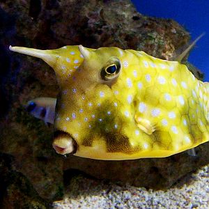 Cowfish