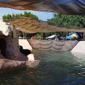 Sea Lion Pool