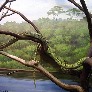 Green Mamba @ Seronera Overlook Reptile House
