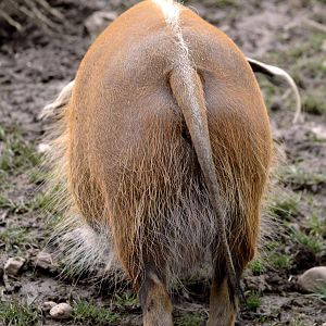Red River Hog