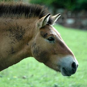 Przewalski's Wild Horse