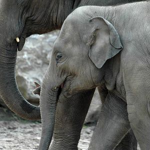 Baby Elephant
