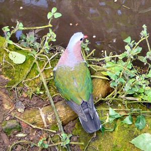 Emerald Dove at Tropical Butterfly House