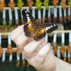 butterfly at Tropical Butterfly House