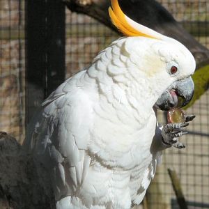 citron crested cockatoo at Tropical Butterfly House