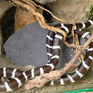 Californian Kingsnake at Tropical Butterfly House