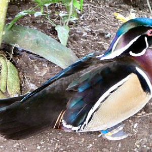Carolina Wood Duck at Tropical Butterfly House