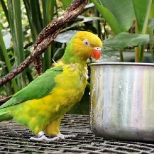 lorikeet with bowl at Tropical Butterfly House
