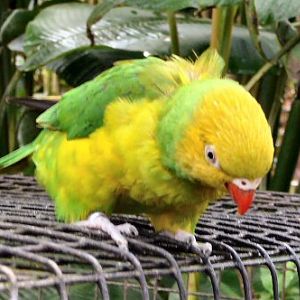 Weber's lorikeet at Tropical Butterfly House