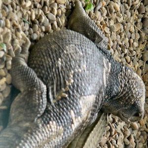 Mr Grumpy at Tropical Butterfly House