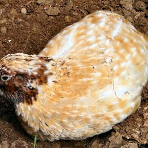 Golden Japanese Quail at Tropical Butterfly House