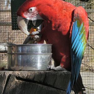 Green winged macaw at Tropical Butterfly House