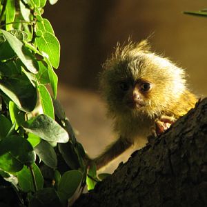 Pygmy Marmoset @ zoo Jihlava