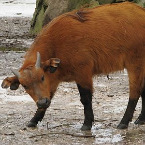 Forest Buffalo calb @ zoo Dvur Kralove