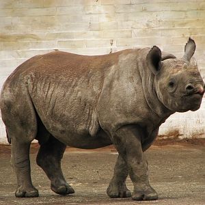 Jabu, black rhino @ Dvur Kralove