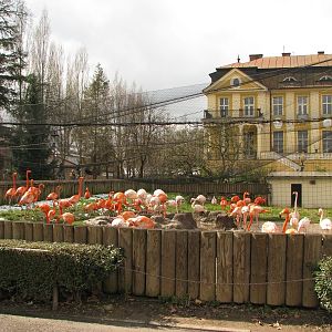Flamingo aviary @ Dvur Kralove