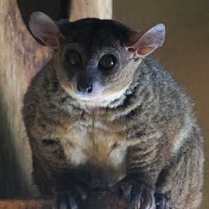 Garnett's galago @ Prague zoo
